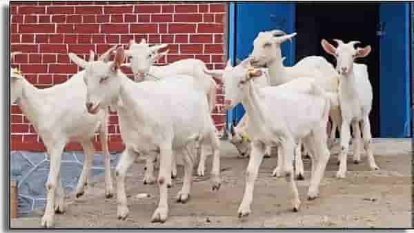 Goat Dairy: एकच शेळी दूर करेल गरिबी! सर्वाधिक दूध देणारी ही बकरी ठरेल फायदेशीर