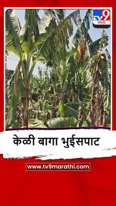 Sangli : वादळ वाऱ्यामुळे खानापुरातील केळी बागांचं नुकसान, शेतकऱ्यांना मोठा फटका-1682144