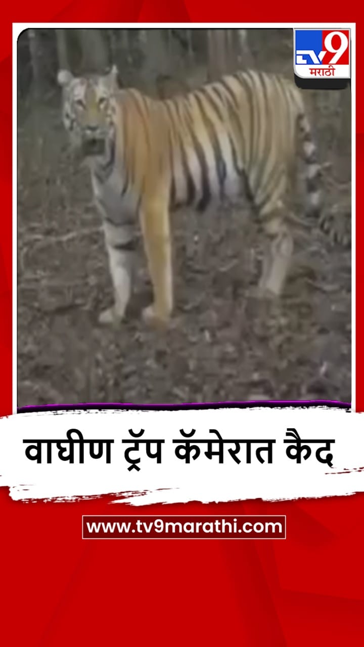 Sangli : सह्याद्री व्याघ्र प्रकल्पातील हिरकणी-6 वाघीण सुखरूप