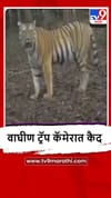 Sangli : सह्याद्री व्याघ्र प्रकल्पातील हिरकणी-6 वाघीण सुखरूप.