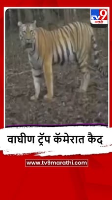 Sangli : सह्याद्री व्याघ्र प्रकल्पातील हिरकणी-6 वाघीण सुखरूप-1681339