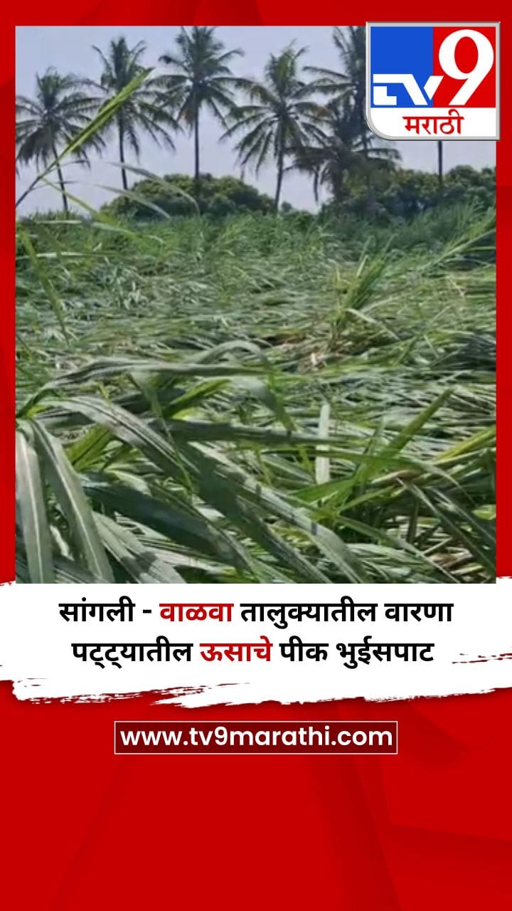 सांगली - वाळवा तालुक्यातील वारणा पट्ट्यातील ऊसाचे पीक भुईसपाट-1685427