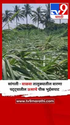 सांगली - वाळवा तालुक्यातील वारणा पट्ट्यातील ऊसाचे पीक भुईसपाट-1685427