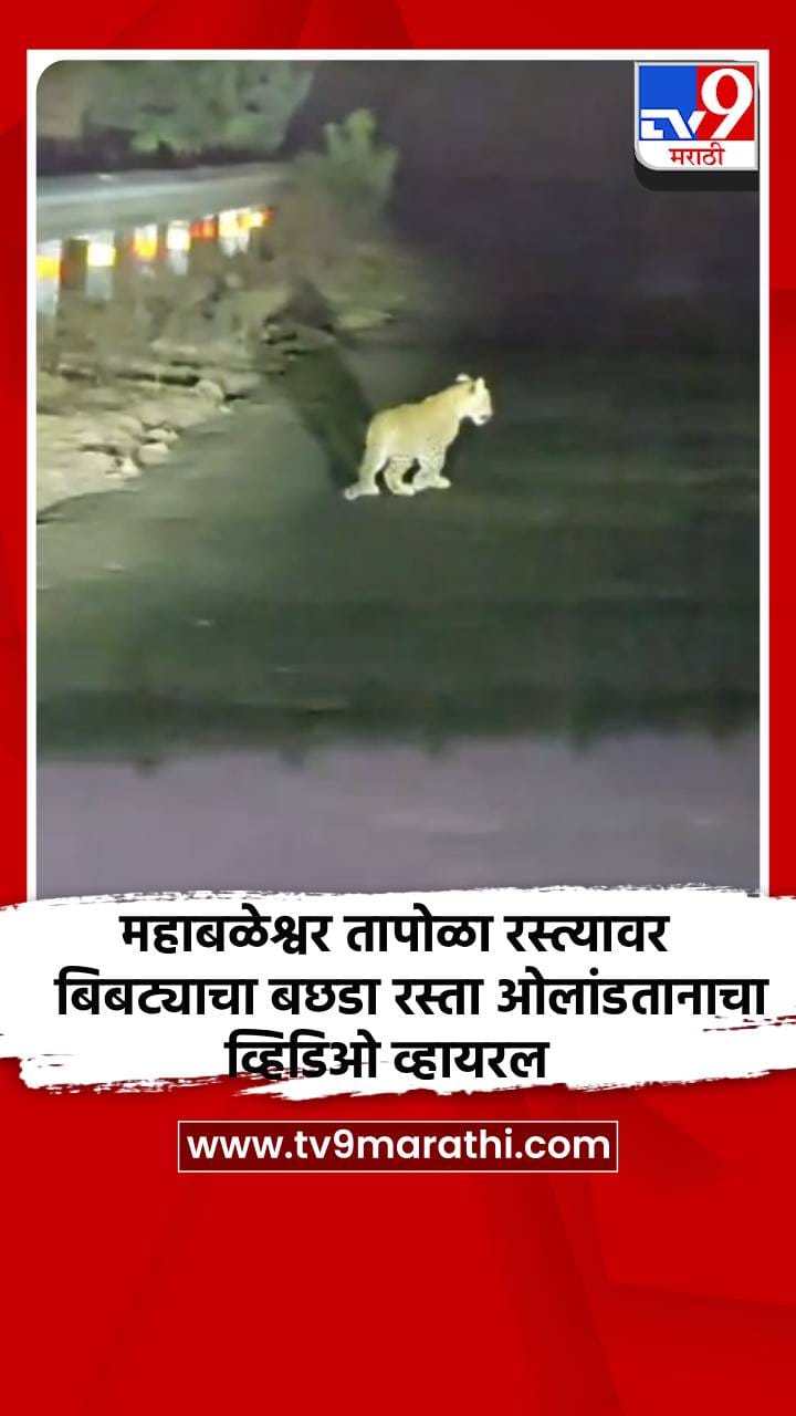 महाबळेश्वर तापोळा रस्त्यावर बिबट्याचा बछडा रस्ता ओलांडतानाचा व्हिडिओ व्हायरल-1696636