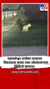 महाबळेश्वर तापोळा रस्त्यावर बिबट्याचा बछडा रस्ता ओलांडतानाचा व्हिडिओ व्हायरल