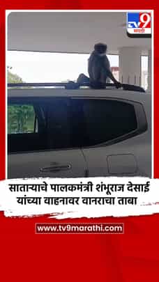 साताऱ्याचे पालकमंत्री शंभूराज देसाई यांच्या वाहनावर वानराचा ताबा-1683432