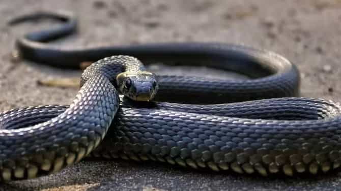 साप चावल्यावरही होणार नाही मृत्यू, डॉक्टरांनी सांगितला योग्य मार्ग, अजिबात घाबरून..