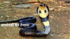 माणसासारखंच सापांना टेन्शन? नाग करतो हल्ला? जरा जपूनच राहा.