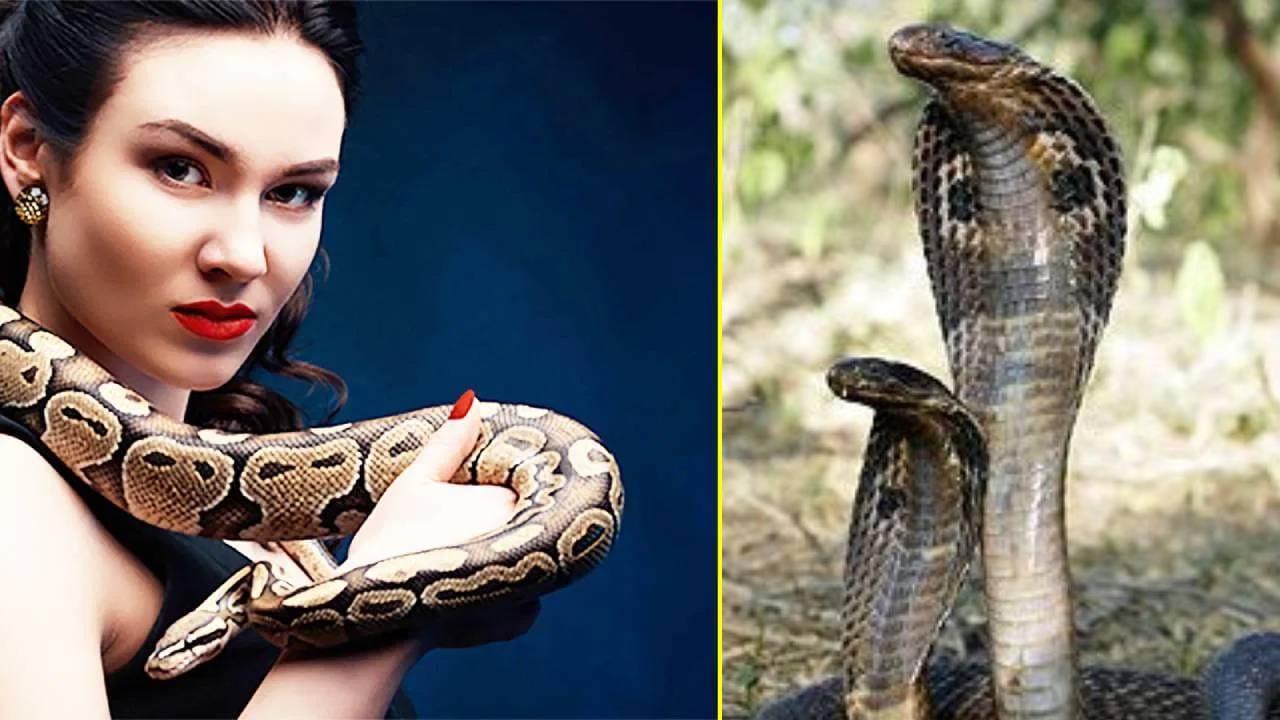 Snake Blood: या देशातील सैनिक पितात सापाचं रक्त; कारण ऐकून व्हाल हैराण