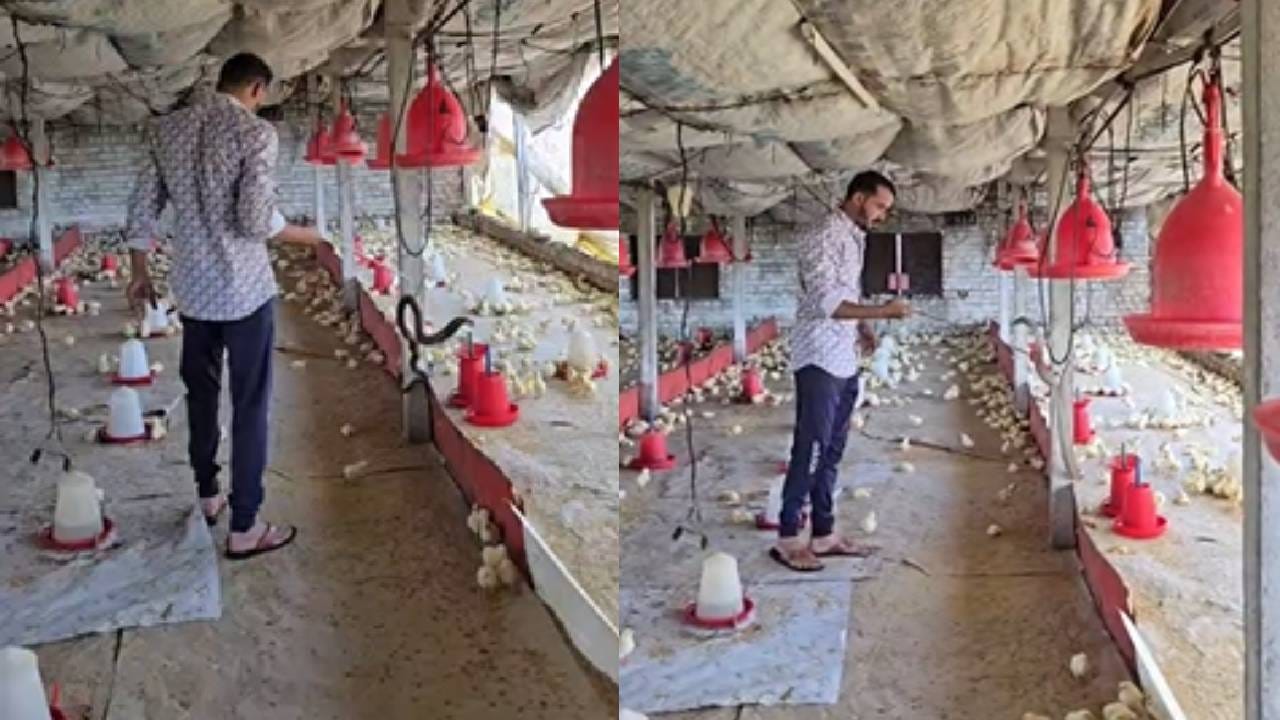 कोंबडीची पिल्ले पचवण्यासाठी नागाने पोल्ट्रीमध्ये असलेल्या लोखंडी गल्डरला घट्ट विळखा घालून बसलेलो होता. याची माहिती सर्पमित्राला मिळतात त्या ठिकाणी येऊन सर्पमित्राने यशस्वीरित्या या विषारी नागाचे रेस्क्यू केले.