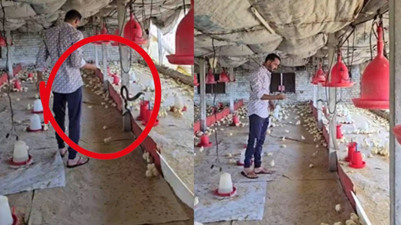 पोल्ट्री फार्ममध्ये अशा प्रकारे नागाचा प्रवेश होत असल्याने पोल्ट्री व्यवसायिकांमध्ये भीतीचे वातावरण निर्माण झाले आहे