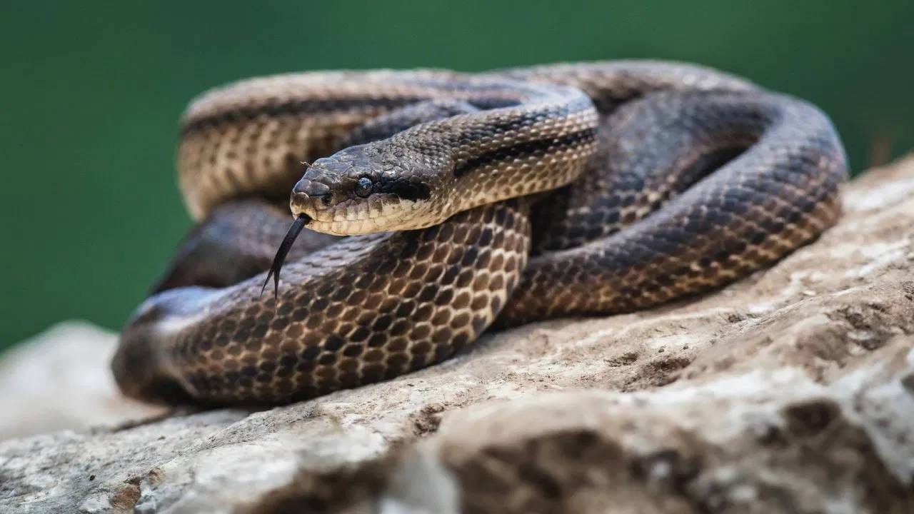 Snake Blood: या देशात आवडीने प्यायलं जातं सापाचं र