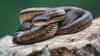 Snake Blood: या देशात आवडीने प्यायलं जातं सापाचं रक्त! तरीही त्यांचा मृत्यू का होत नाही? जाणून घ्या