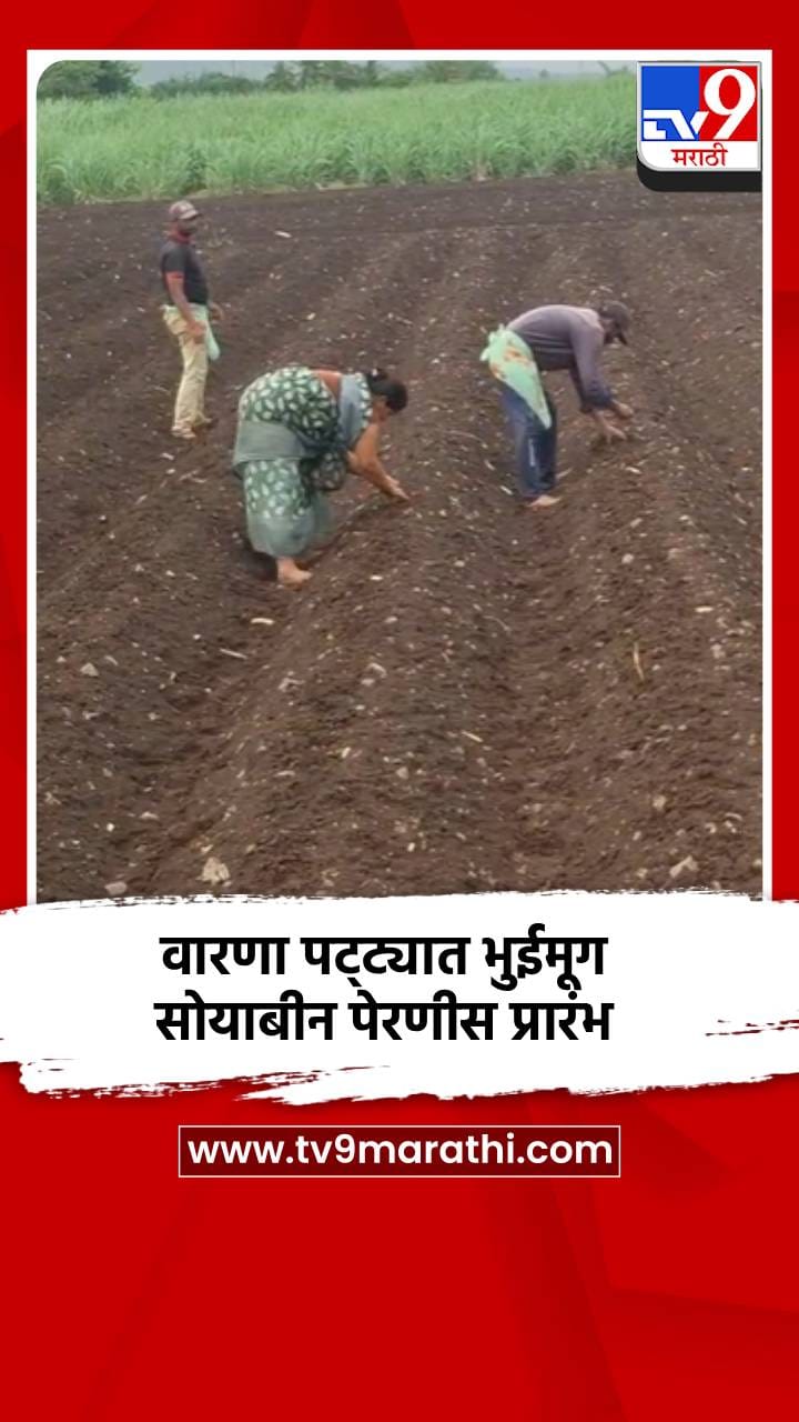वारणा पट्ट्यात भुईमूग, सोयाबीन पेरणीस प्रारंभ-1686910