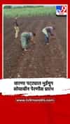 वारणा पट्ट्यात भुईमूग, सोयाबीन पेरणीस प्रारंभ