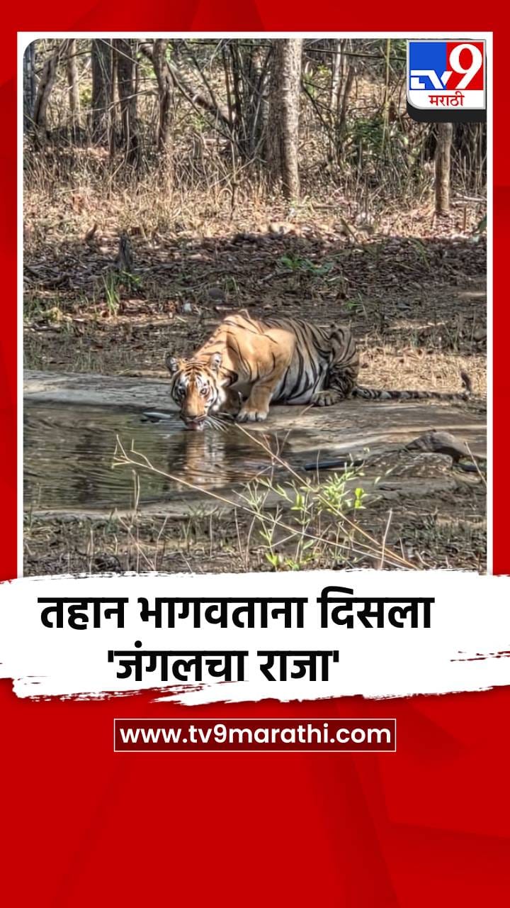तहान भागवताना दिसला 'जंगलचा राजा'-1691303