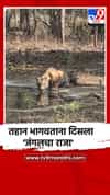 तहान भागवताना दिसला 'जंगलचा राजा'