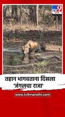 तहान भागवताना दिसला 'जंगलचा राजा'-1691303