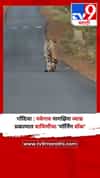 गोंदिया : नवेगाव नागझिरा व्याघ्र प्रकल्पात वाघिणीचा 'मॉर्निंग वॉक'