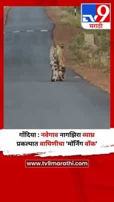 गोंदिया : नवेगाव नागझिरा व्याघ्र प्रकल्पात वाघिणीचा 'मॉर्निंग वॉक'-1689287