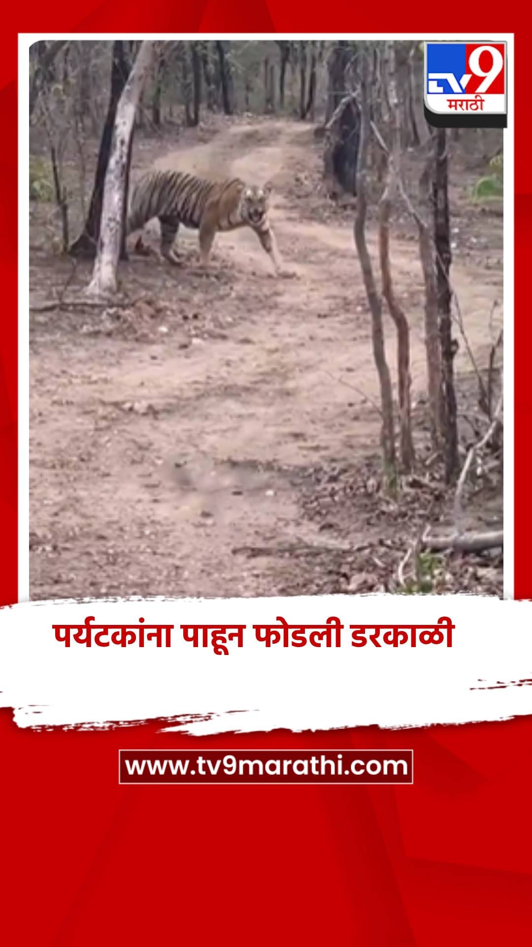 पर्यटकांना पाहून फोडली डरकाळी, व्हिडिओ कॅमेऱ्यात कैद-1685315