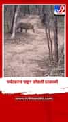 पर्यटकांना पाहून फोडली डरकाळी, व्हिडिओ कॅमेऱ्यात कैद