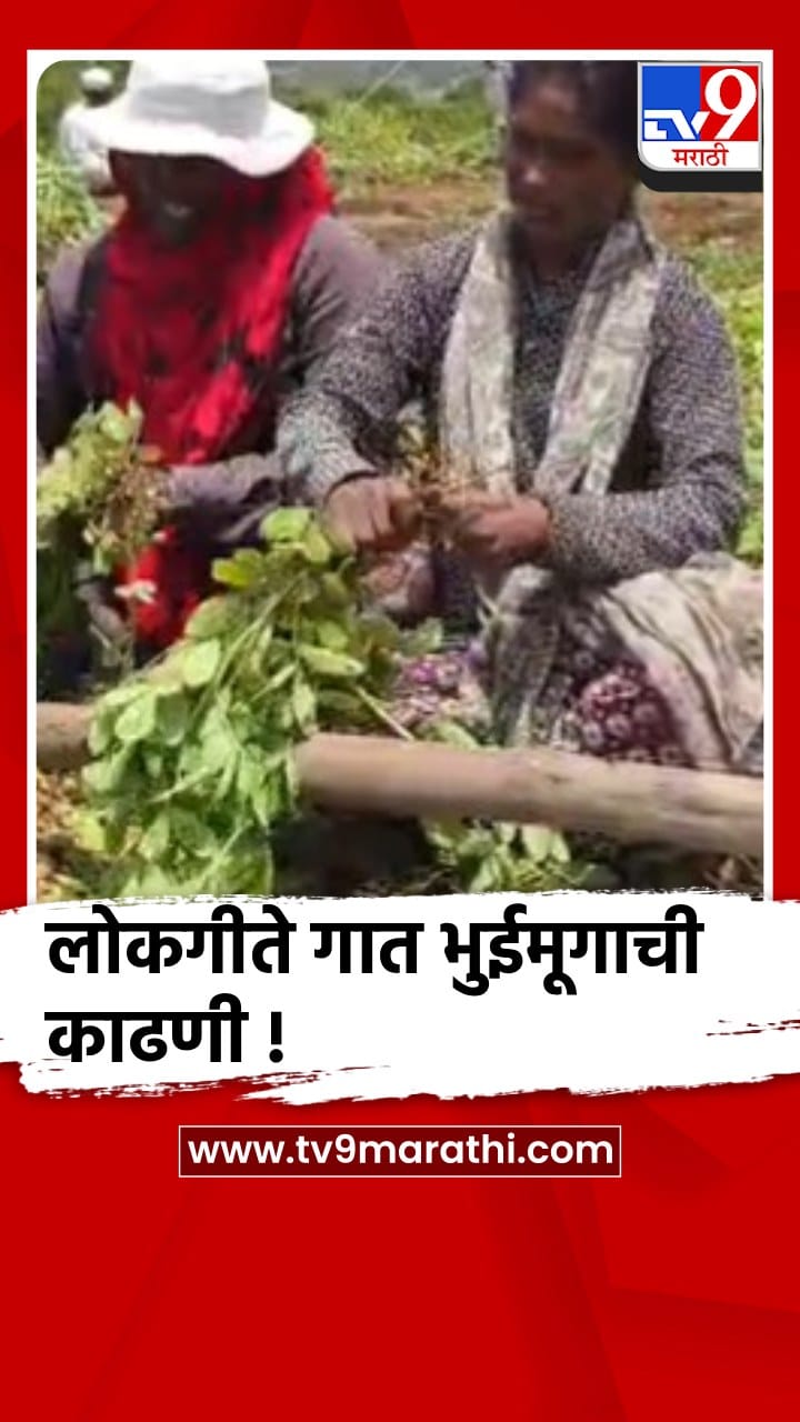 पुणे - शिरूर : मान्सूनपूर्व पावसाची चाहूल अन् भुईमूग काढणीला वेग...-1687035