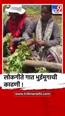 पुणे - शिरूर : मान्सूनपूर्व पावसाची चाहूल अन् भुईमूग काढणीला वेग...-1687035