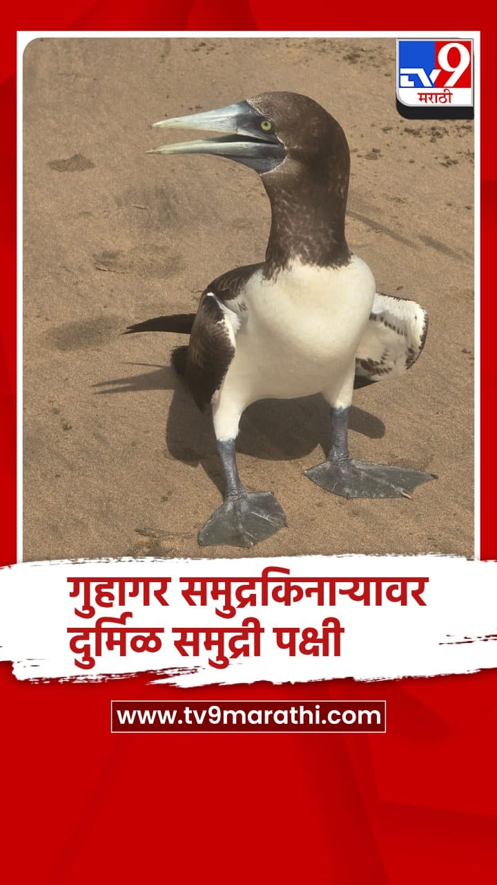 रत्नागिरी जिल्ह्यातील गुहागर समुद्रकिनाऱ्यावर दुर्मिळ समुद्री पक्षी आढळला-1689994