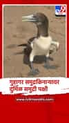 रत्नागिरी जिल्ह्यातील गुहागर समुद्रकिनाऱ्यावर दुर्मिळ समुद्री पक्षी आढळला