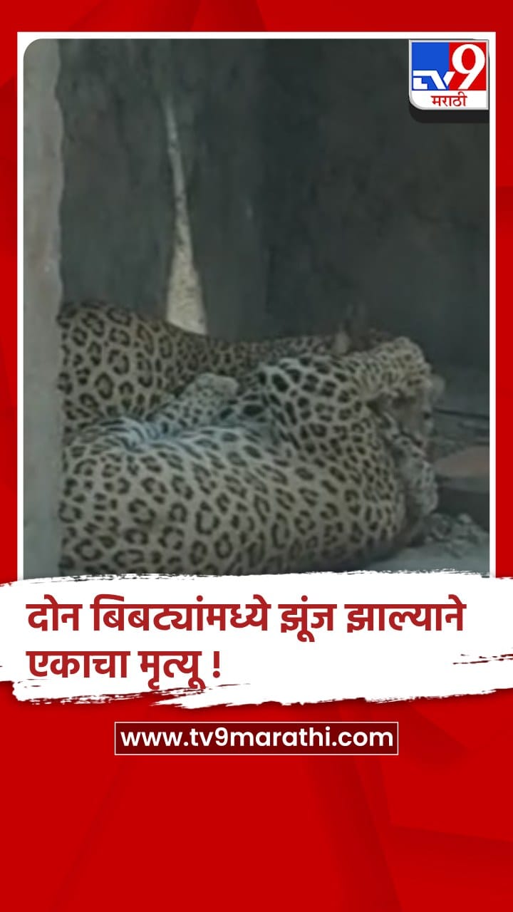 नागपूरातील बिबट सफारीमध्ये दोन बिबट्यांमध्ये झुंज,एकाचा मृत्यू-1691398