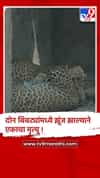 नागपूरातील बिबट सफारीमध्ये दोन बिबट्यांमध्ये झुंज,एकाचा मृत्यू