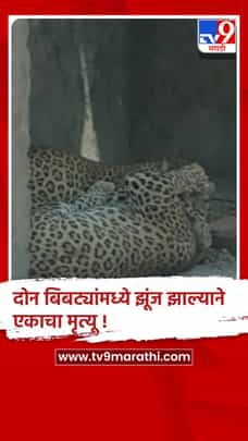 नागपूरातील बिबट सफारीमध्ये दोन बिबट्यांमध्ये झुंज,एकाचा मृत्यू-1691398