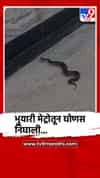 BKC मध्ये भुयारी मेट्रोत आढळली विषारी घोणस, प्रवाशांची घाबरगुंडी...
