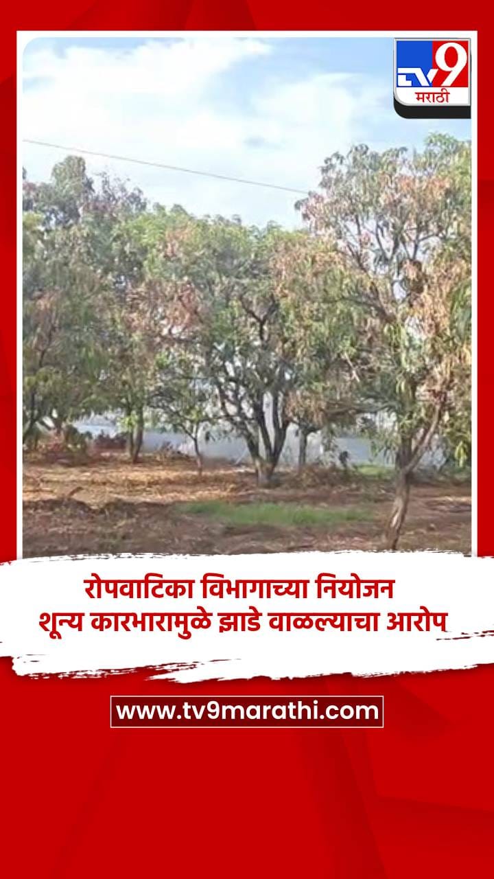 रोपवाटिका विभागाच्या नियोजन शून्य कारभारामुळे झाडे वाळल्याचा आरोप-1689696