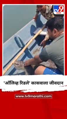 'ऑलिव्ह रिडले' कासवाला जीवदान-1686722