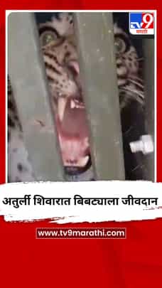 अतुर्ली शिवारात बिबट्याला जीवदान-1688239