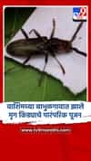 वाशिमच्या बाभुळगावात झाले मृग किड्याचे पारंपरिक पूजन