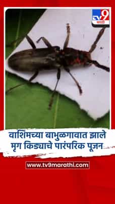 वाशिमच्या बाभुळगावात झाले मृग किड्याचे पारंपरिक पूजन-1686820