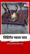 विहिरीत पडला वाघ.