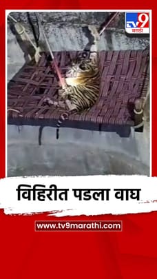 विहिरीत पडला वाघ-1681515