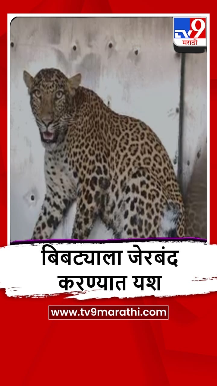 Bhandara : भंडाऱ्याच्या अड्याळ वनपरिक्षेत्रात बिबट्या जेरबंद
