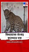 Bhandara : भंडाऱ्याच्या अड्याळ वनपरिक्षेत्रात बिबट्या जेरबंद.