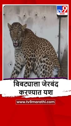 Bhandara : भंडाऱ्याच्या अड्याळ वनपरिक्षेत्रात बिबट्या जेरबंद-1681338