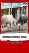 लासलगावात मोकाट जनावरांची झुंज;  दोघे जखमी