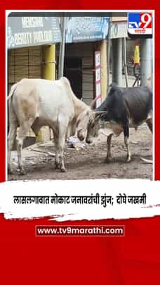 लासलगावात मोकाट जनावरांची झुंज;  दोघे जखमी-1696453
