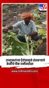धुळे - रानडुकरांच्या हैदोसामुळे शेतकऱ्याचे  केळीचे पीक जमीनदोस्त.