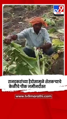 धुळे - रानडुकरांच्या हैदोसामुळे शेतकऱ्याचे  केळीचे पीक जमीनदोस्त-1680993
