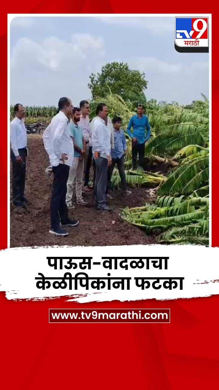 मुक्ताईनगरमध्ये केळीच्या पिकांना पावसाचा फटका; शेतकरी हतबल-1685129
