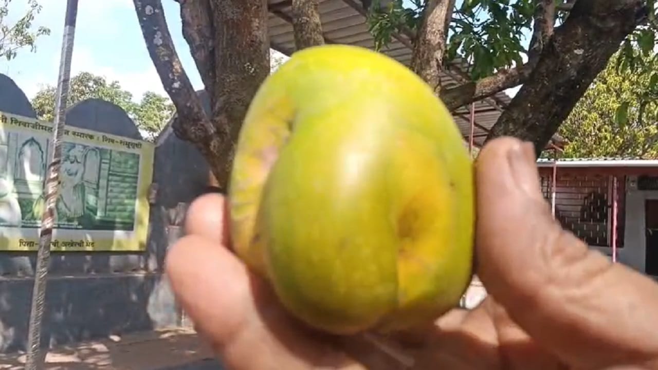 या आंब्याचे वजन सुमारे शंभर ग्रॅम इतके असून आंब्याचा वरील भाग गणेशमूर्तीच्या कपाळासारखा तर मध्यभाग ते देडा पर्यंतचा भाग सोंडेच्या आकाराचा आहे.